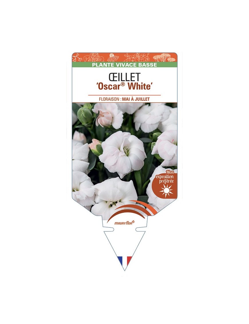 DIANTHUS caryophyllus Oscar® White voir Œillet
