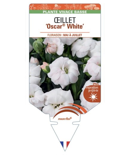 DIANTHUS caryophyllus Oscar® White voir Œillet