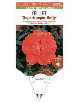 DIANTHUS caryophyllus Supertrouper Betty voir Œillet