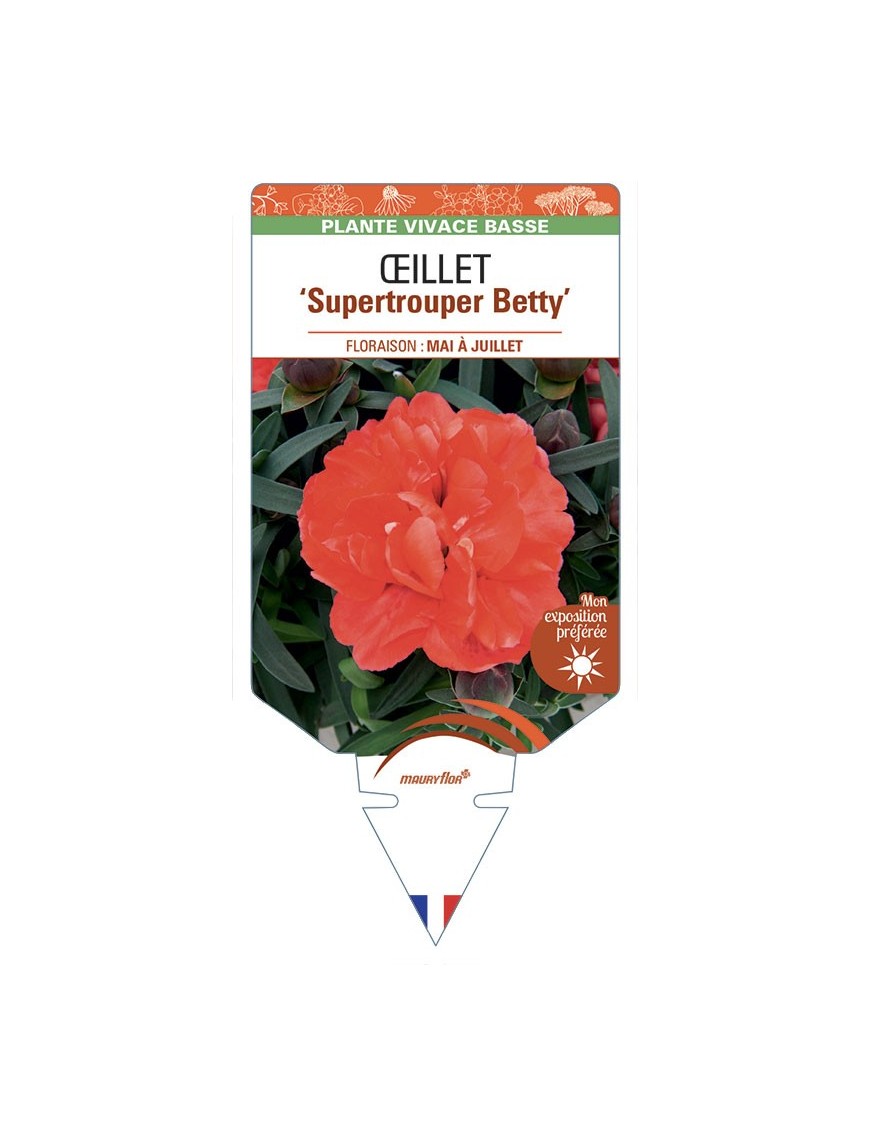 DIANTHUS caryophyllus Supertrouper Betty voir Œillet