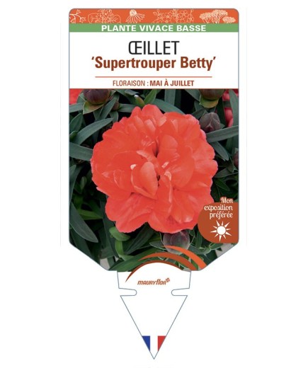 DIANTHUS caryophyllus Supertrouper Betty voir Œillet