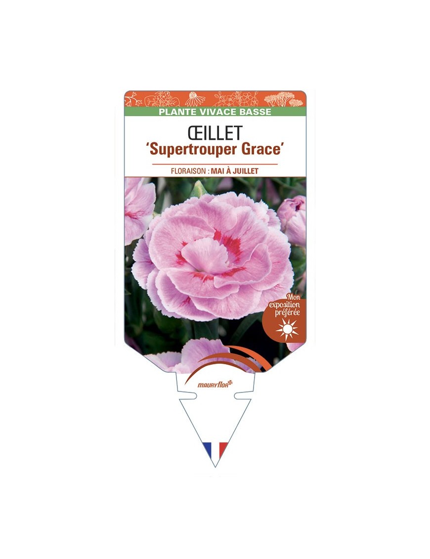 DIANTHUS caryophyllus Supertrouper Grace voir Œillet