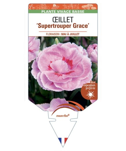 DIANTHUS caryophyllus Supertrouper Grace voir Œillet