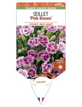 DIANTHUS hybride Pink Kisses voir Œillet