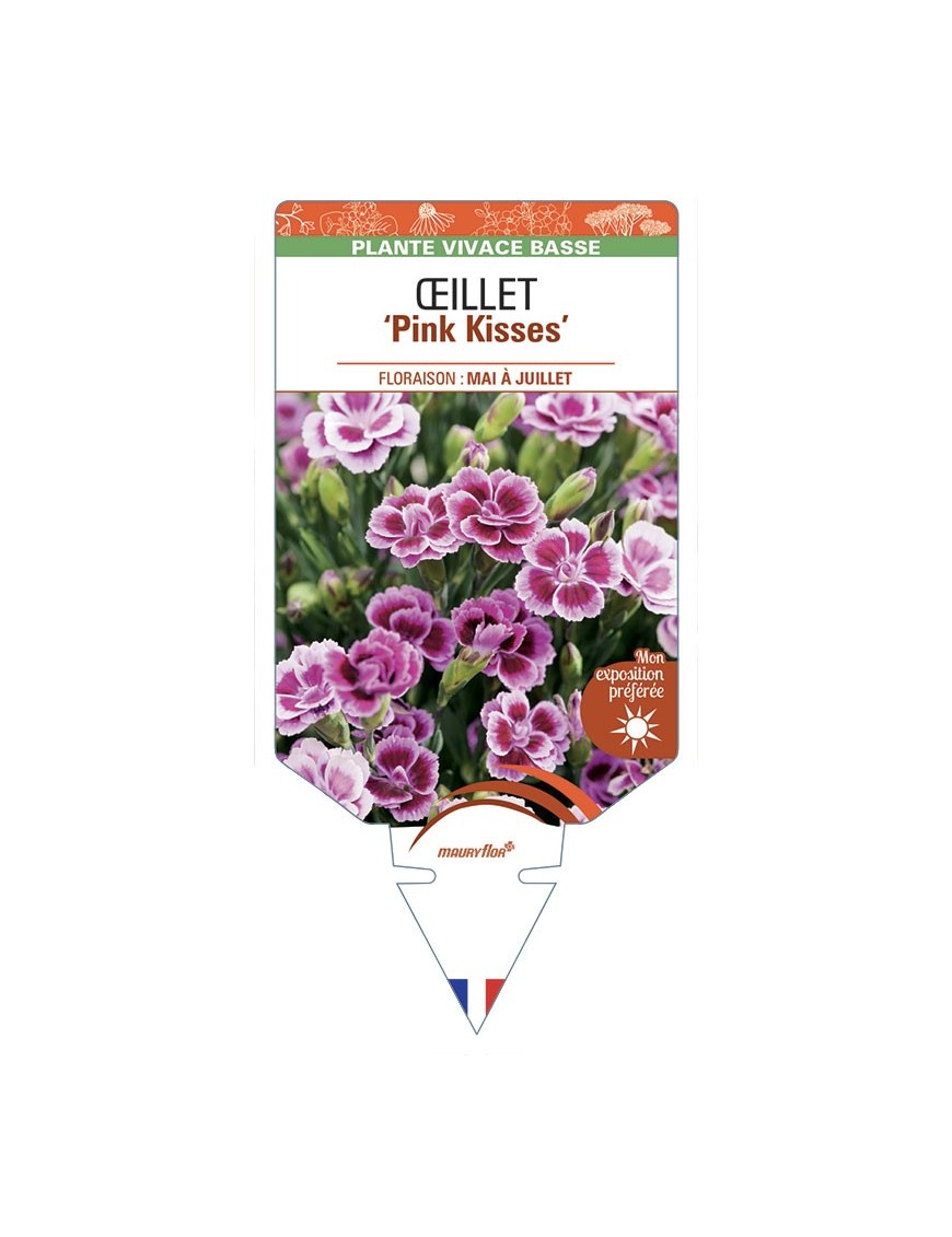 DIANTHUS hybride Pink Kisses voir Œillet