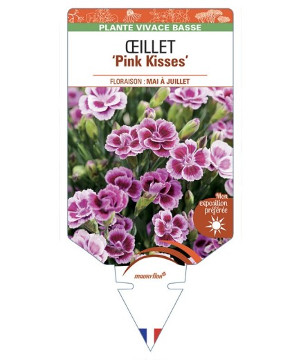 DIANTHUS hybride Pink Kisses voir Œillet