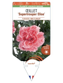 DIANTHUS caryophyllus Supertrouper Elise voir Œillet