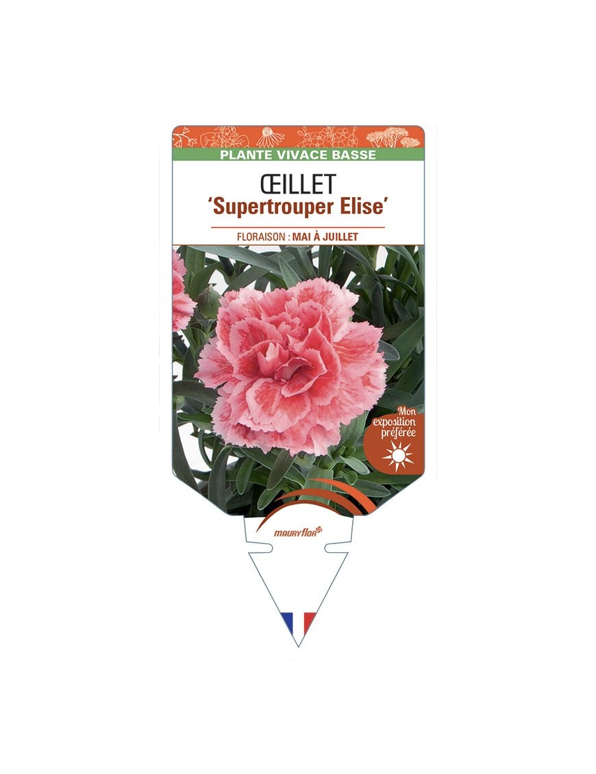 DIANTHUS caryophyllus Supertrouper Elise voir Œillet