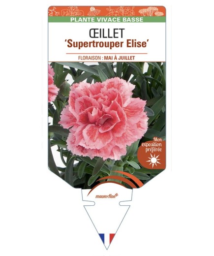 DIANTHUS caryophyllus Supertrouper Elise voir Œillet