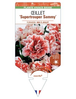 DIANTHUS caryophyllus Supertrouper Sammy voir Œillet