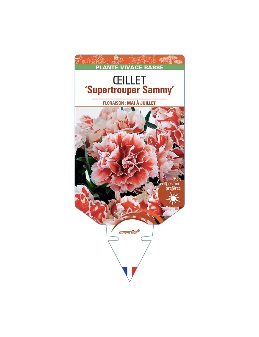 DIANTHUS caryophyllus Supertrouper Sammy voir Œillet