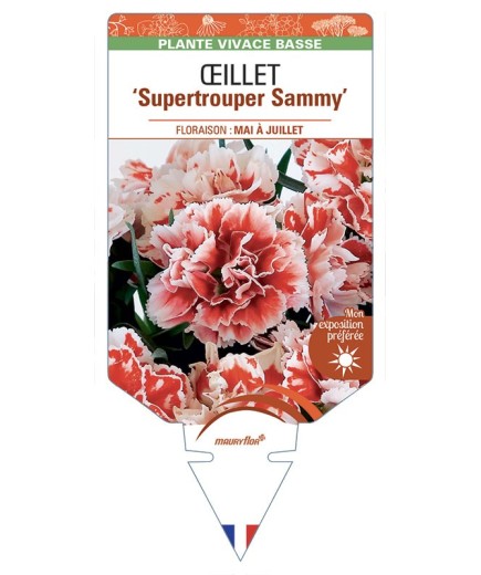 DIANTHUS caryophyllus Supertrouper Sammy voir Œillet
