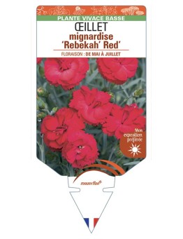 DIANTHUS plumarius Rebekah Red voir Œillet mignardise