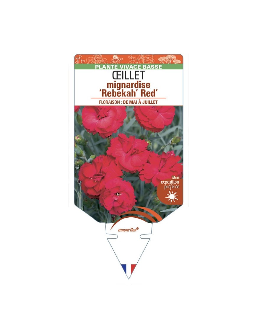 DIANTHUS plumarius Rebekah Red voir Œillet mignardise