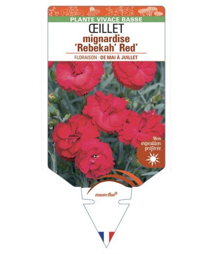 DIANTHUS plumarius Rebekah Red voir Œillet mignardise