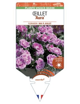DIANTHUS caryophyllus Aura voir Œillet