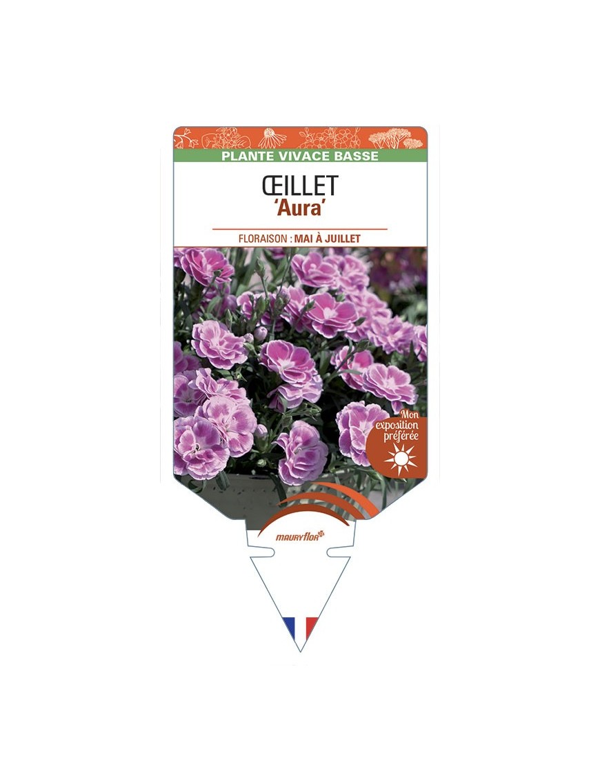 DIANTHUS caryophyllus Aura voir Œillet