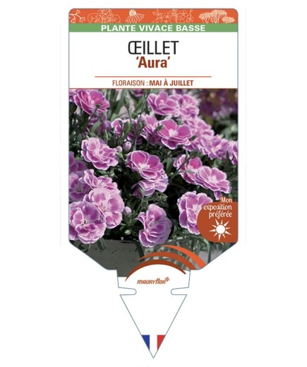 DIANTHUS caryophyllus Aura voir Œillet