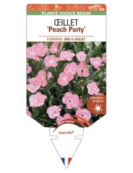 DIANTHUS caryophyllus Peach Party voir Œillet