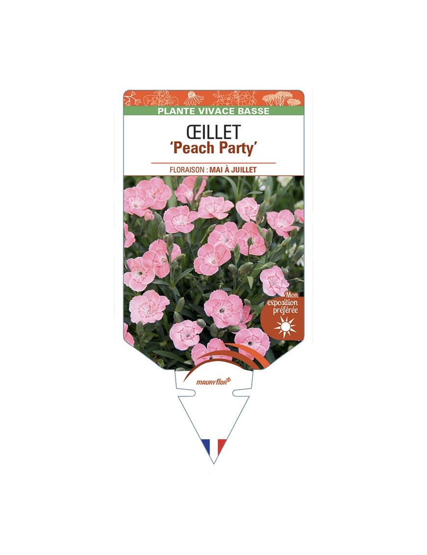 DIANTHUS caryophyllus Peach Party voir Œillet