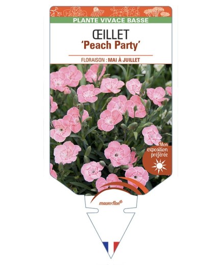 DIANTHUS caryophyllus Peach Party voir Œillet