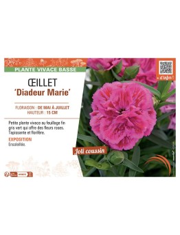 DIANTHUS caryophyllus Diadeur Marie voir ŒILLET