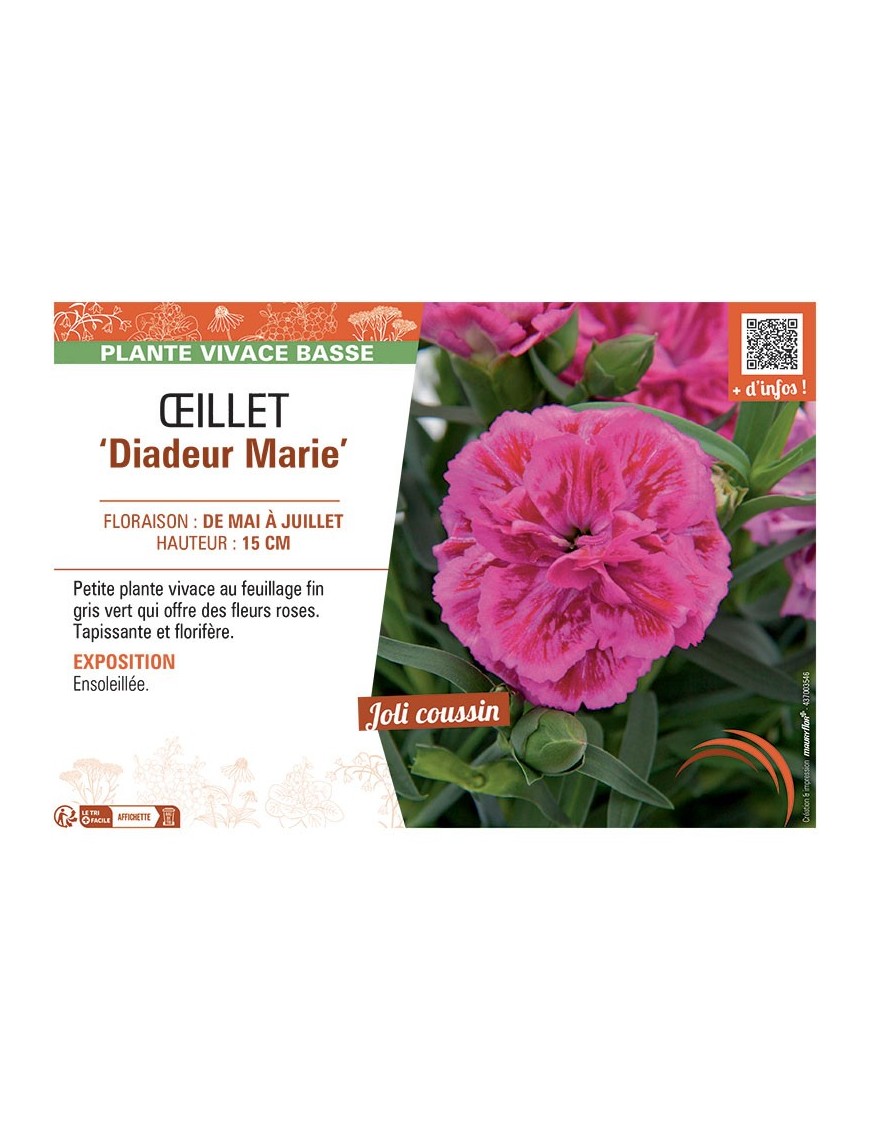 DIANTHUS caryophyllus Diadeur Marie voir ŒILLET