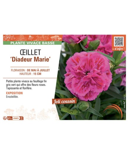 DIANTHUS caryophyllus Diadeur Marie voir ŒILLET
