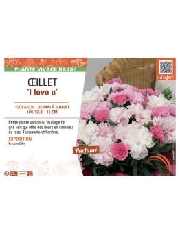 DIANTHUS caryophyllus I love u voir ŒILLET