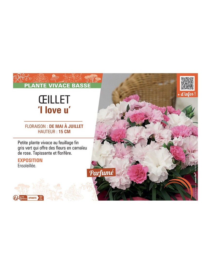 DIANTHUS caryophyllus I love u voir ŒILLET