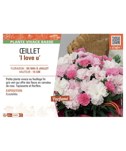 DIANTHUS caryophyllus I love u voir ŒILLET