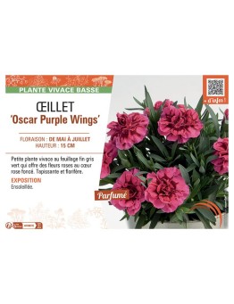 DIANTHUS caryophyllus Oscar Purple Wings voir ŒILLET
