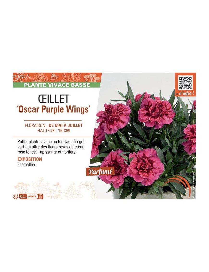 DIANTHUS caryophyllus Oscar Purple Wings voir ŒILLET