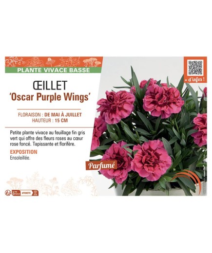 DIANTHUS caryophyllus Oscar Purple Wings voir ŒILLET