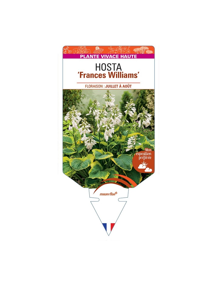 HOSTA (sieboldiana) Frances Williams