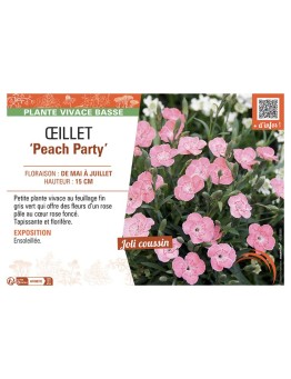 DIANTHUS hybride Peach Party voir ŒILLET