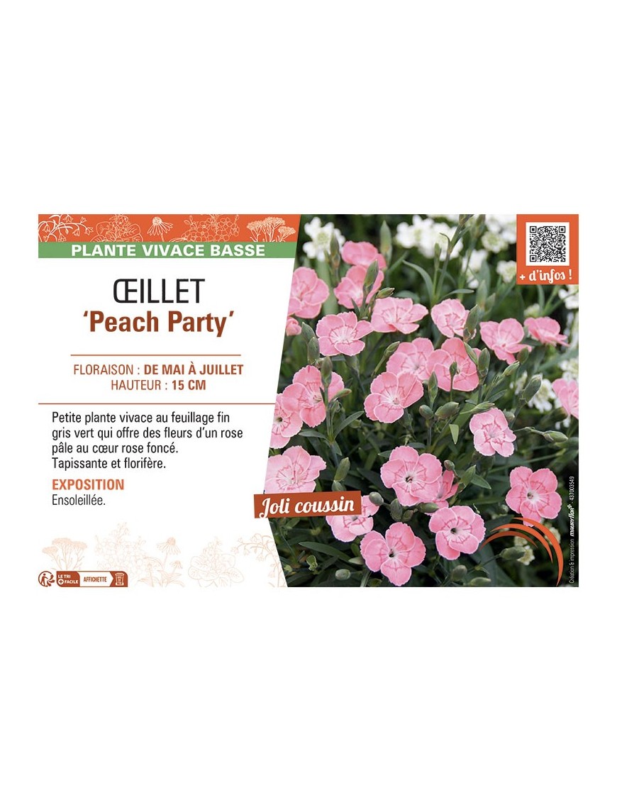 DIANTHUS hybride Peach Party voir ŒILLET