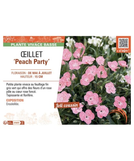 DIANTHUS hybride Peach Party voir ŒILLET