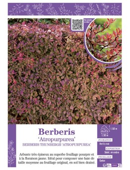 BERBERIS THUNBERGII ATROPURPUREA épine-vinette