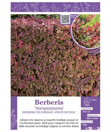 BERBERIS THUNBERGII ATROPURPUREA épine-vinette