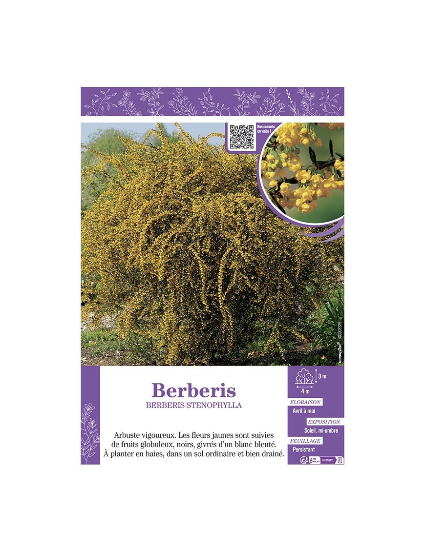 BERBERIS STENOPHYLLA