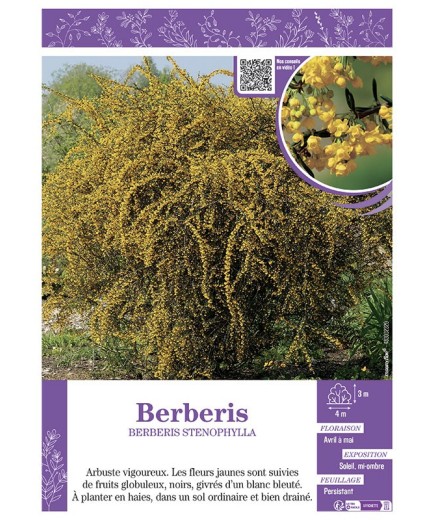BERBERIS STENOPHYLLA