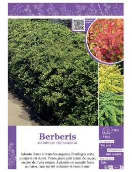 BERBERIS THUNBERGII ATROPURPUREA