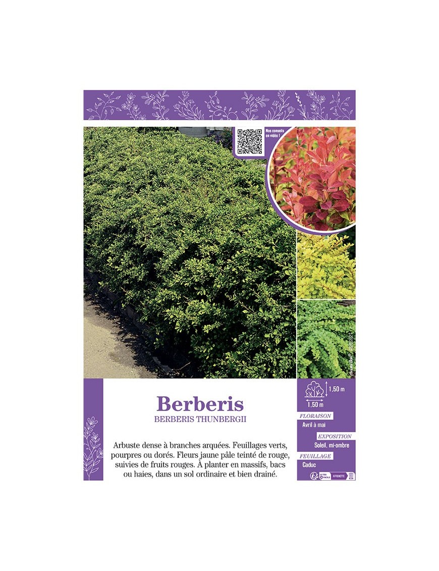 BERBERIS THUNBERGII ATROPURPUREA