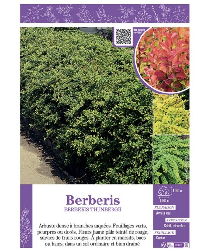 BERBERIS THUNBERGII ATROPURPUREA