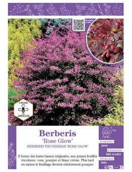 BERBERIS THUNBERGII ROSE GLOW