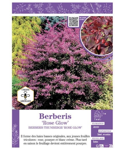 BERBERIS THUNBERGII ROSE GLOW