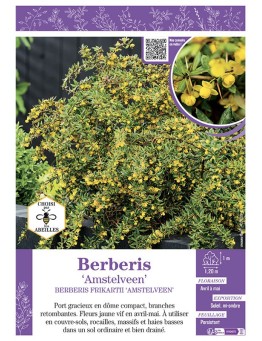 BERBERIS FRIKARTII AMSTELVEEN
