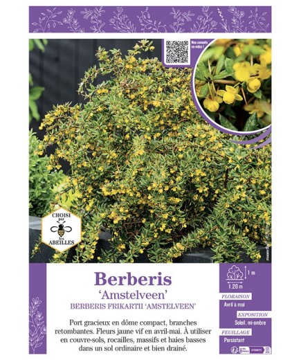 BERBERIS FRIKARTII AMSTELVEEN