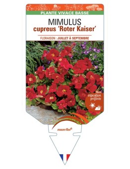 MIMULUS CUPREUS ROTER KAISER